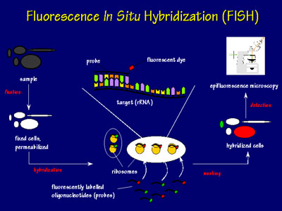 Flourescence in Situ Hybridization